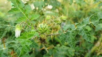 bloemen en fruit van besnoeiing bomen video vrij downloaden