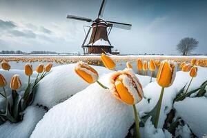 Tulips flowers growing in the snow near windmill in Holland illustration photo