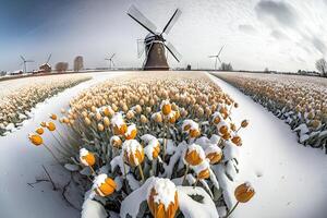 Tulips flowers growing in the snow near windmill in Holland illustration photo