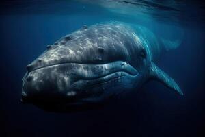 sleeping humpback whale illustration illustration photo