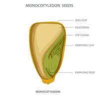 Monocotyledon, Plants with single cotyledon, parallel-veined leaves, and floral parts in multiples of three vector