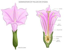 Pollen germinates on stigma, initiating fertilization in plant reproduction vector