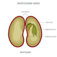 dicotiledón, plantas con dos cotiledones, red venoso hojas, y floral partes en múltiplos de cuatro o cinco vector