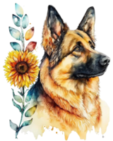 German shepherd dog with sunflower watercolor illustration, png