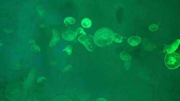 Group of Moon jellyfishs floating in an aquarium pool. Aurelia aurita in deep ocean. video