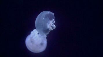 cerca de medusas de grasa flotando en una piscina de acuario. aurelia aurita en el océano profundo. video