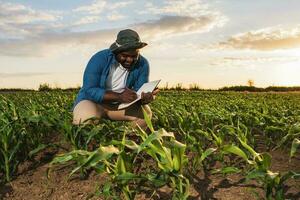Afro farmer examining the crop photo