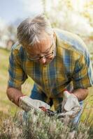 A senior man taking care of his garden photo