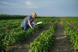 un granjero es examinando su chile plantación foto
