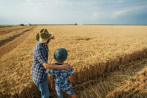 Father and son are standing in their wheat field photo