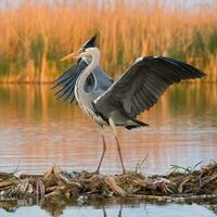 Grey heron in swamp. Bird behavior in natural habitat. photo