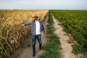 Farmer examining the progress of crops photo