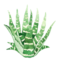 aquarelle cactus clipart ai génératif png