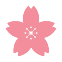 pink sakura flower png