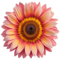 Pink sunflower watercolor illustration, png