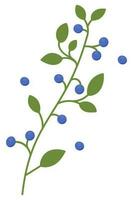 Decorative element of the blueberries on the branches with leaves. Healthy fresh nutrition.  Fresh juicy blueberry. Vector illustration