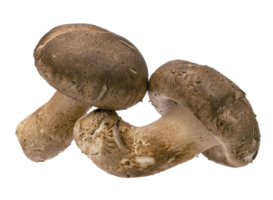 shiitake champignons geïsoleerd. png