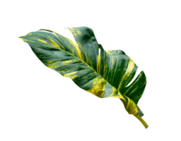 vert feuilles modèle de epipremnum aureum feuillage isolé. feuille exotique tropical, les diables lierre, d'or pothos png