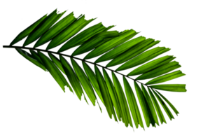 Green leaves pattern,tropical palm leaf isolated png