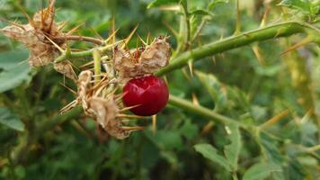 cortar árbol flores y frutas vídeo gratis descargar video