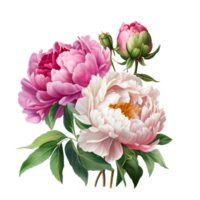 roze wit pioenen clip art heet roze rozen, Barbie roze ranonkel, wit pioen, donker orchidee, hortensia, ivoor magnolia, anjer ai generatief png