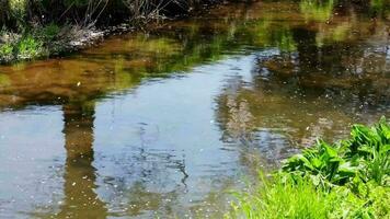 il chiaro fiume fluente con un' caduta ciliegia fiorire sakura video