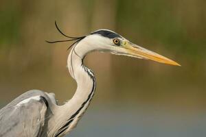 Grey heron in swamp. Bird behavior in natural habitat. photo