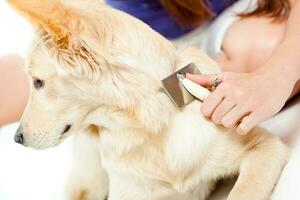 A woman grooming a dog photo