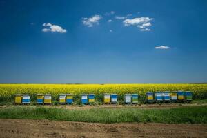 semillas oleaginosas violación campo y colmenas en un soleado día. foto