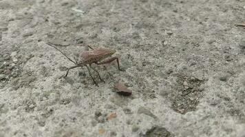 Reduviidae Insekten Gehen und vorbereiten zu fliegen video