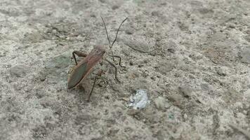 reduviidae insectes en marchant et en train de préparer à mouche video