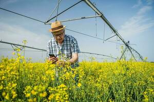 A farmer examining a rapeseed field photo