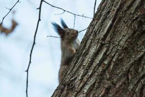 A red squirrel photo