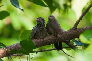 selva charlatán, turdoides estriado pájaro en pie a árbol rama foto