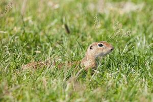 European ground squirrel photo