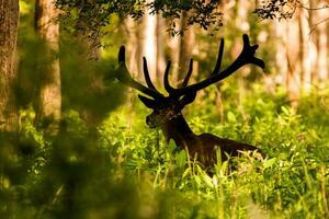 rojo ciervo, cervus elaphus foto