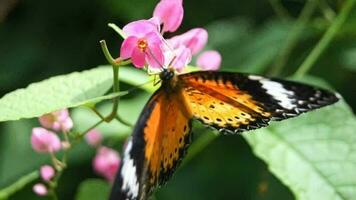 papillon cultiver, proche en haut, insecte, vérité, coloré. video