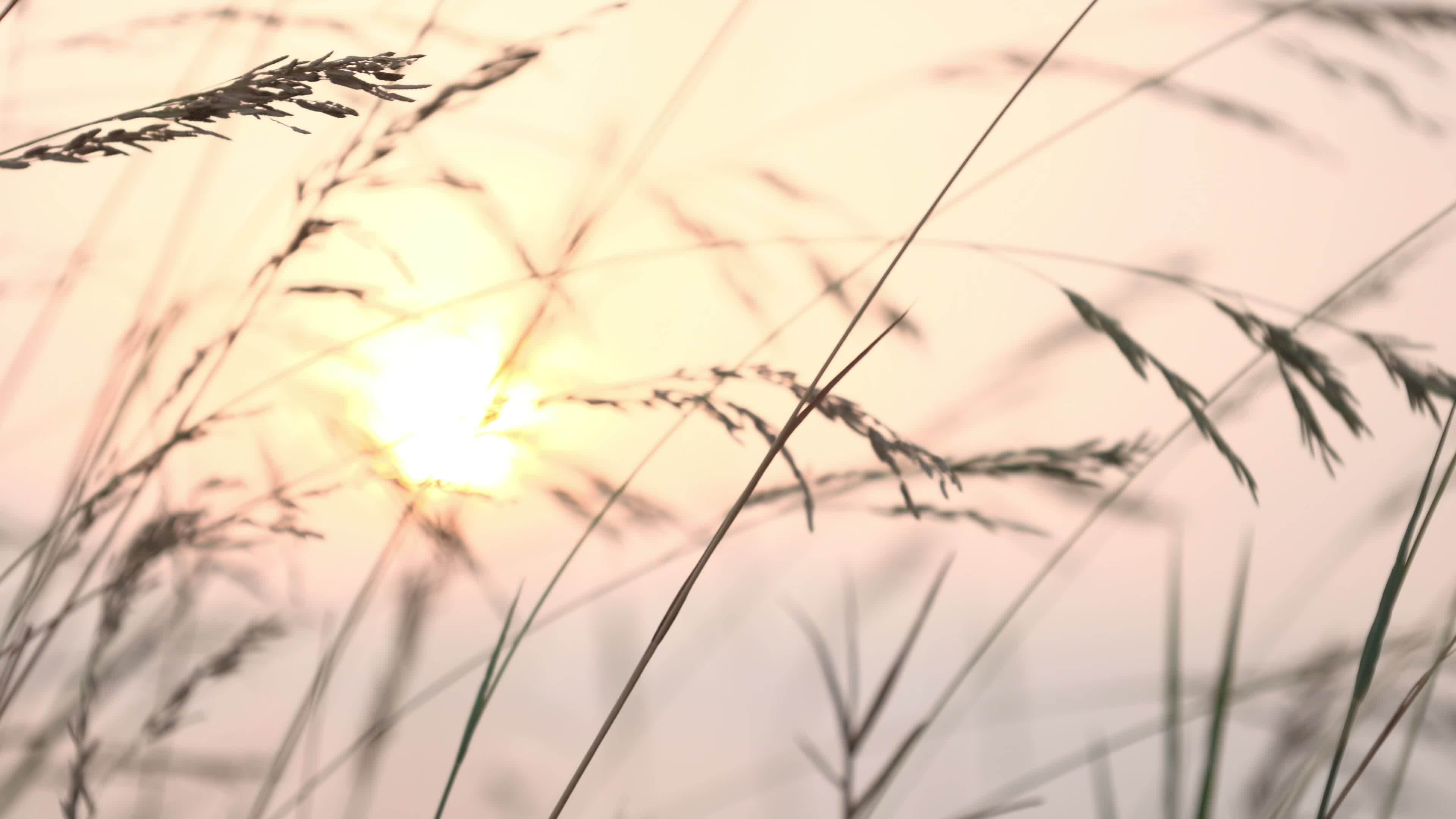 Nature at sunset in summer, nature background, sunset background