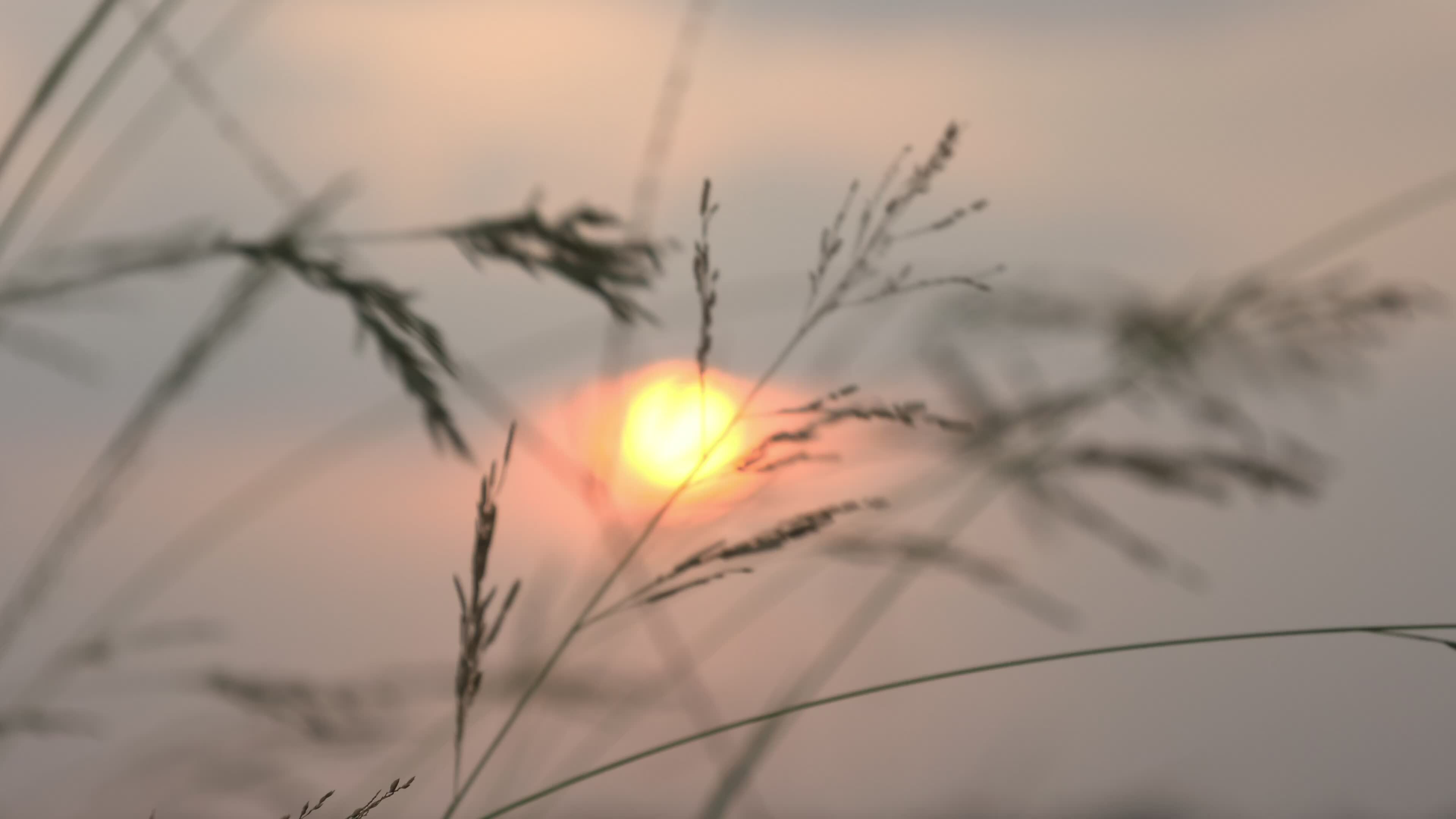 Nature at sunset in summer, nature background, sunset background