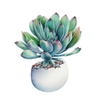 succulento clipart cactus natura pianta con spine e fiorire ai generativo png