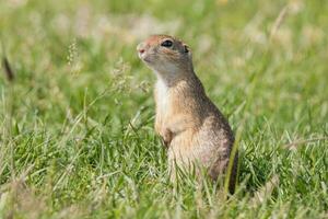 European ground squirrel photo