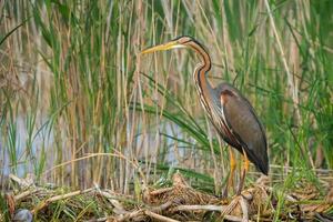 Grey heron in swamp. Bird behavior in natural habitat. photo