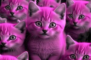 many Magenta fluffy kitten illustration photo