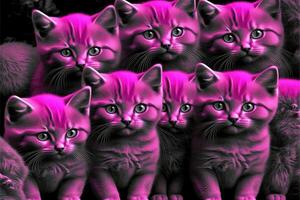 many Magenta fluffy kitten illustration photo