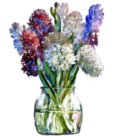 Hyacinth flower in a vase watercolor, png