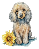 Cute adorable watercolor poodle dog with sunflower illustration, png