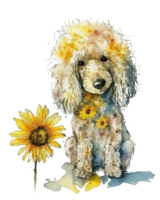 Cute adorable watercolor poodle dog with sunflower illustration, png