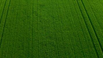 en volant plus de des champs et prairies, vert collines sur le Contexte video