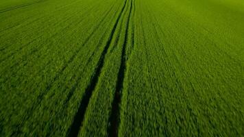 en volant plus de des champs et prairies, vert collines sur le Contexte video