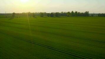 volador terminado campos y prados, verde colinas en el antecedentes video